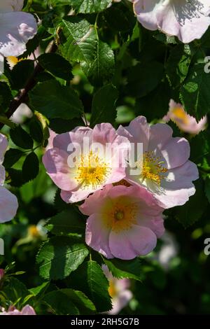 Von oben sehen Sie die farbenfrohe Rosa Canina Blume mit rosa Blüten und Stäben, die im Garten auf verschwommenem Hintergrund wachsen. Stockfoto