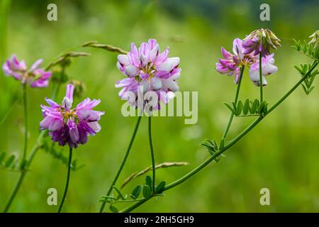 Securigera varia oder Coronilla varia, allgemein bekannt als Kronenvetch oder violetter Kronenvetch. Stockfoto