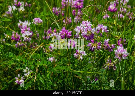 Securigera varia oder Coronilla varia, allgemein bekannt als Kronenvetch oder violetter Kronenvetch. Stockfoto