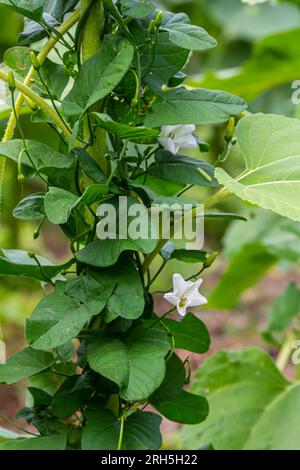 Feldbindweed oder Convolvulus arvensis European bindweed Creeping Jenny besitzt eine mehrjährige Pflanze mit offenen und geschlossenen weißen Blüten Stockfoto