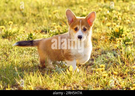 Der niedliche Corgi Welpe steht auf einem grünen Rasen, wo Löwenzahn wächst. Ein kleines Hündchen mit rötlichem weißem Mantel und schwarzem Fell auf dem Schwanz, das in der Sonne reist Stockfoto