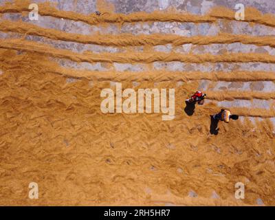 Bogra, Rajshahi, Bangladesch. 14. Aug. 2023. Hunderttausende Reiskörner