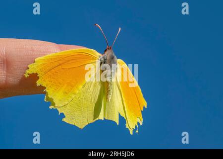 Schöner Schmetterling Gonepteryx cleopatra, der mit offenen Flügeln am Finger einer Hand befestigt ist Stockfoto
