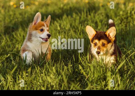 Zwei liebenswerte Pembroke Welsh Corgi Welpen, die draußen zusammen spazieren. Ein Junges mit rötlichem weißem Fell und einem zobelweißen Kind, das Zeit auf Wunderfu verbringt Stockfoto