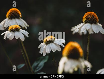 Nahaufnahme von weißen Echinacea-Blumen, die am Sommertag im Garten blühen. Stockfoto