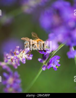 Bienen sammeln Pollen aus Lavendelblumen am Sommertag. Stockfoto