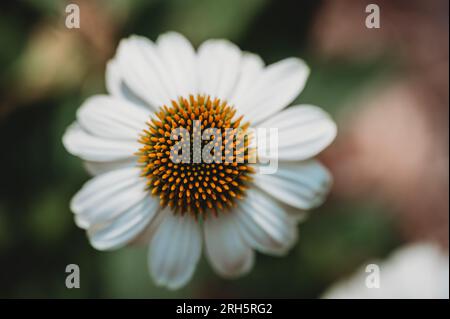 Die Überkopfperspektive der weißen Echinacea-Blüte im Garten. Stockfoto