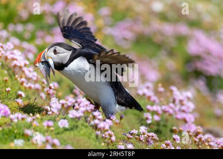 Süßer Papageientaucher „Fratercula arctica“ mit Fischen in Schnabellanden vom Flug auf einem mit rosa Blumen bedeckten Hang. Saltee Islands, Wexford, Irland Stockfoto