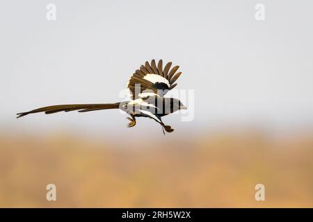 Elster-Shrike (Urolestes melanoleuca), Kruger-Nationalpark, Mpumalanga, Südafrika. Stockfoto