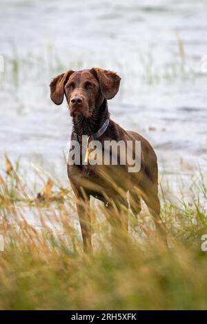 labrador und springer Spaniel Kreuz. Springerdor. Labradinger. Ein Schütze wartet am Wasser auf Anweisungen. Stockfoto