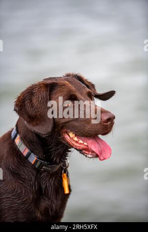 labrador springer Spaniel-Kreuz. Labradinger oder Springerdor Gundog keuchen, während sie an einem heißen Tag einen Spaziergang machen. Stockfoto