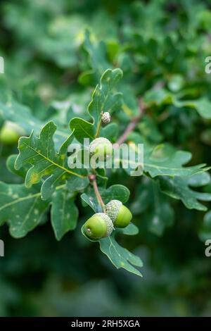 Schöne grüne Eicheln, die während eines Mastjahres auf einer Eiche wachsen. Üppig grüne Eichenblätter und Eicheln. Stockfoto