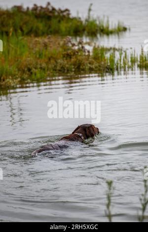 labrador springer Spaniel kreuzt Labradinger oder Springerdor-Jagdhunde, um im Wasser in der Nähe von Schilfbetten Wild zu holen. Stockfoto