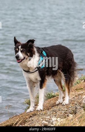 Border Collie Rasse des Hundes, der am Wasser auf den Besitzer wartet. Stockfoto