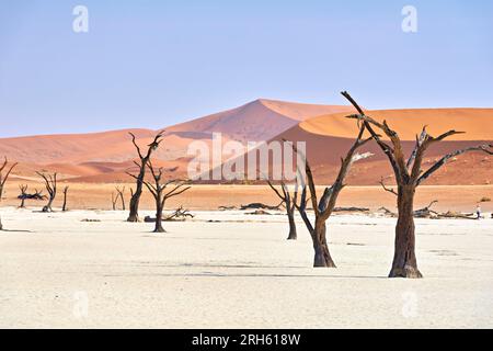 Namibia. Deadvlei Tonpfanne. Namib-Naukluft-Nationalpark. Ein ausgetrockneter toter Kameldorn (Vachellia erioloba) Stockfoto
