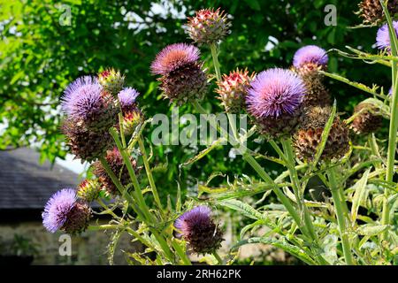 Cardoon Cynara Cardunculus auch als die Artischocke Distel, Physic Garden, Cowbridge, Tal von Glamorgan, South Wales, UK bekannt. Stockfoto