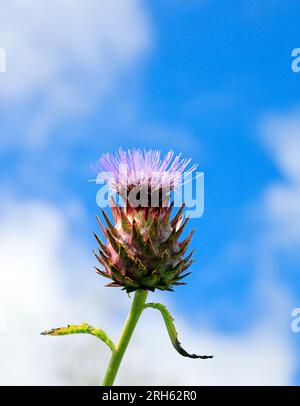 Cardoon Cynara Cardunculus auch als die Artischocke Distel, Physic Garden, Cowbridge, Tal von Glamorgan, South Wales, UK bekannt. Stockfoto