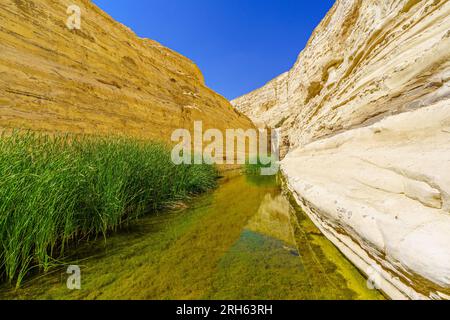 Blick auf den Canyon des ein Avdat National Park, Oase in der Negev-Wüste, Süd-Israel Stockfoto