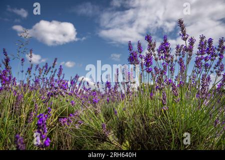 Lavendelpflanzen auf einem Feld. Violette Blumen mit blauem Himmel und weißen Wolken. Querformat. Stockfoto