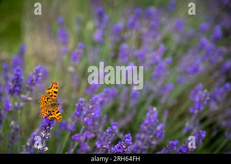 Nahaufnahme eines orangefarbenen Schmetterlings auf einer Lavendelpflanze auf einem Feld. Lila Blumen mit einem Insekt. Querformat ohne Himmel. Stockfoto