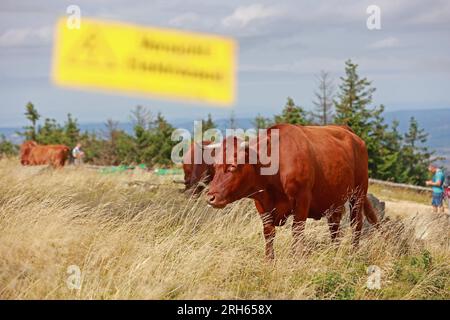 14. August 2023, Sachsen-Anhalt, Schierke: Harzer Rotes Höhenvieh bevölkert den Brocken-Hügel wieder seit etwa einer Woche. Nach Angaben des Nationalparks Harz werden die Rinder dort in ausgewählten Gebieten zum Biotopschutz eingesetzt. Ziel ist es, die Population seltener Pflanzenarten wie der Brocken-Anemone oder der Besen-Heidekraut zu erhöhen. Zu Beginn der Woche erwarten die Menschen in Sachsen-Anhalt lokale Gewitter, Regen und Wolken. So kann es vor Ort zu Gewittern kommen, wie der deutsche Wetterdienst (DWD) am Montag angekündigt hat. Hier steht, dass der Tag anfänglich hell beginnt, besonders ich Stockfoto