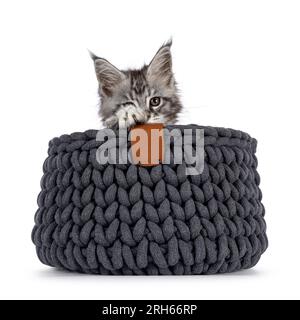 Süßes silbergraues Kätzchen, sitzt in einem grauen Strickkorb. Blick über den Rand in Richtung Kamera. Isoliert auf weißem Hintergrund. Stockfoto