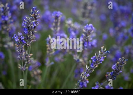 Nahaufnahme einer Lavendelpflanze auf einem Feld. Details der lila Blumen. Querformat ohne Himmel. Stockfoto