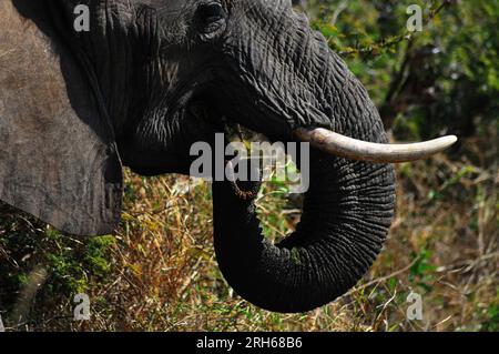 Der Kruger-Nationalpark in Südafrika bietet die Gelegenheit, die Flora und Fauna Afrikas in einer Umgebung zu sehen, die vom Menschen ungestört geblieben ist Stockfoto