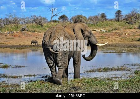 Der Kruger-Nationalpark in Südafrika bietet die Gelegenheit, die Flora und Fauna Afrikas in einer Umgebung zu sehen, die vom Menschen ungestört geblieben ist Stockfoto