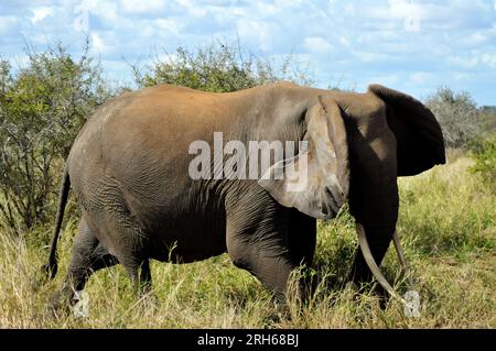 Der Kruger-Nationalpark in Südafrika bietet die Gelegenheit, die Flora und Fauna Afrikas in einer Umgebung zu sehen, die vom Menschen ungestört geblieben ist Stockfoto