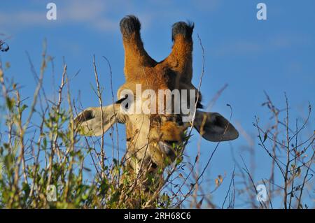 Der Kruger-Nationalpark in Südafrika bietet die Gelegenheit, die Flora und Fauna Afrikas in einer Umgebung zu sehen, die vom Menschen ungestört geblieben ist Stockfoto