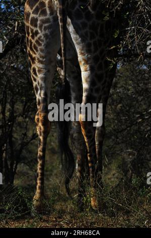 Der Kruger-Nationalpark in Südafrika bietet die Gelegenheit, die Flora und Fauna Afrikas in einer Umgebung zu sehen, die vom Menschen ungestört geblieben ist Stockfoto