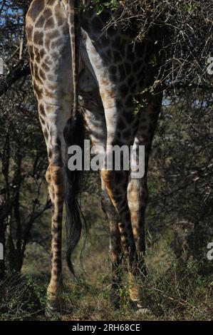 Der Kruger-Nationalpark in Südafrika bietet die Gelegenheit, die Flora und Fauna Afrikas in einer Umgebung zu sehen, die vom Menschen ungestört geblieben ist Stockfoto