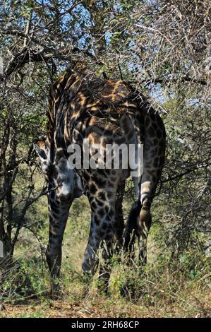 Der Kruger-Nationalpark in Südafrika bietet die Gelegenheit, die Flora und Fauna Afrikas in einer Umgebung zu sehen, die vom Menschen ungestört geblieben ist Stockfoto