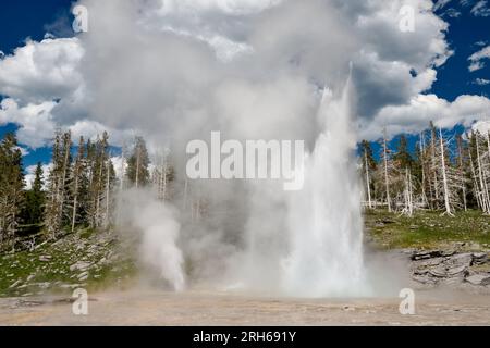 Erupting Grand Geyser, Upper Geyser Basin, Yellowstone National Park, Wyoming, Vereinigte Staaten von Amerika Stockfoto