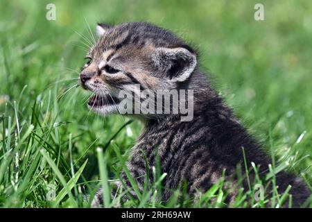 Entzückendes junges graues Tabby-Kätzchen, das sich an einem sonnigen Tag im üppigen grünen Gras miaut und nach Mutter ruft Stockfoto