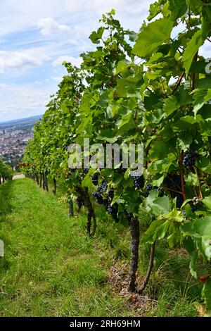 Traubenbündel in sonniger Lage auf einem Weinberg Stockfoto