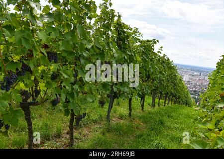 Traubenbündel in sonniger Lage auf einem Weinberg Stockfoto