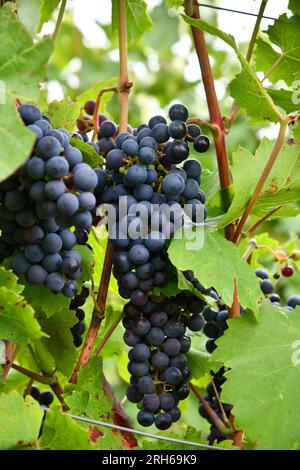 Traubenbündel in sonniger Lage auf einem Weinberg Stockfoto