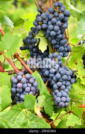 Traubenbündel in sonniger Lage auf einem Weinberg Stockfoto