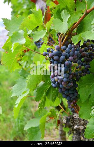 Traubenbündel in sonniger Lage auf einem Weinberg Stockfoto