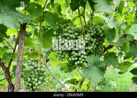 Traubenbündel in sonniger Lage auf einem Weinberg Stockfoto