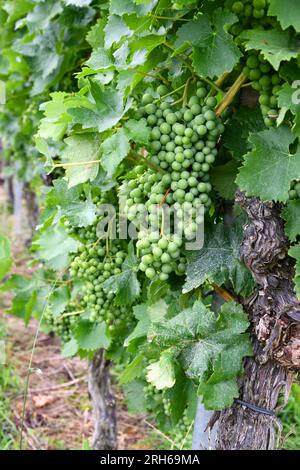 Traubenbündel in sonniger Lage auf einem Weinberg Stockfoto