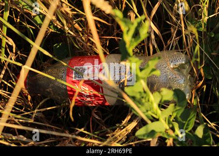 Wiederverwertbare Klarplastik-Cola-Flasche, auf einer Wiese (Sidmouth, Devon, England). Konzept für Recycling, Abfall, Abfall, Kunststoffabfälle Stockfoto