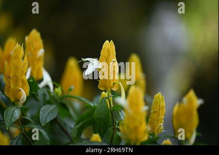 Lollipop-Pflanze, weiße Blume aus gelben Armbändern. Auch als Goldgarnelenpflanze bezeichnet Stockfoto