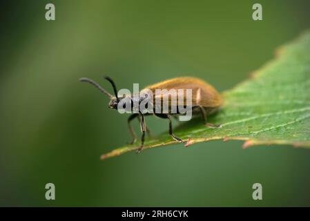 Einzelkäfer (Lagria cf. Hirta) auf der Spitze eines spitzen Blattes, Makrofotografie, Insekten, tenebrionidae, lagriinae, Natur, biologische Vielfalt Stockfoto