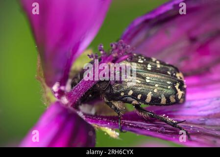 Einzelner Blütenscheuerschutz (Oxythyrea funesta) in der Mitte einer Blume, Essen, Makrofotografie, Insekten, Käfer, Artenvielfalt, Natur Stockfoto