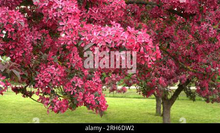 Dekorative Apfelbäume - die blühenden Äste in einem Garten. Dunkelrosa bis rote Blüten blühen im Frühling aus der Nähe. Ein landschaftlich reizvoller Film Stockfoto