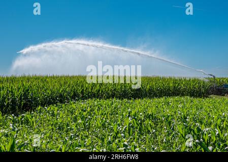 Spritzen von Wasser aus dem Bewässerungssystem auf ein Maisfeld im Po-Tal in der Provinz Cuneo, Italien, im Sommer auf blauem Himmel Stockfoto