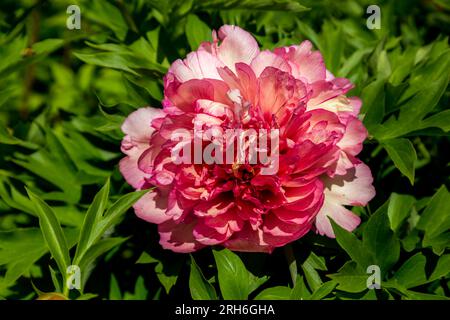 Paeonia ito hybride Sommerblüte Stockfoto